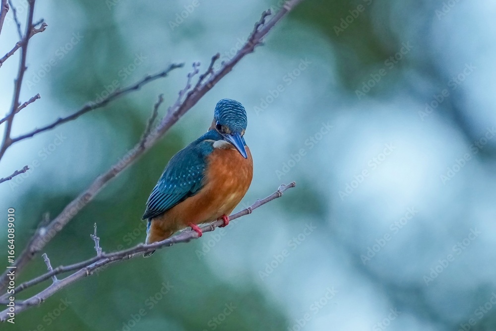 Fototapeta premium 枝に止まって小魚を探すカワセミ オス