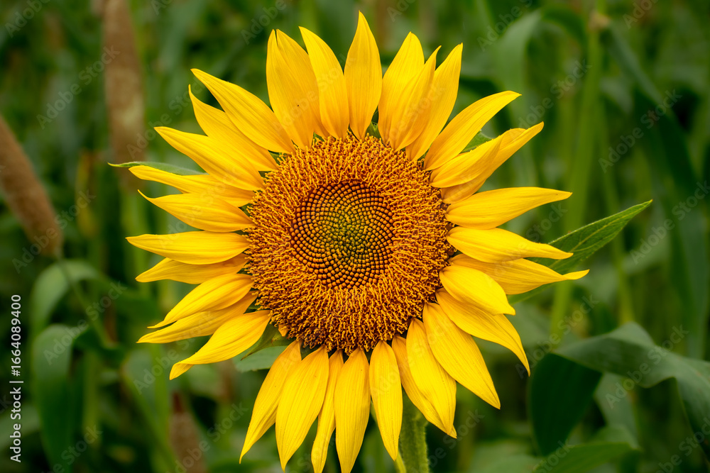 Fototapeta premium Beautiful Sunflower in agriculture field