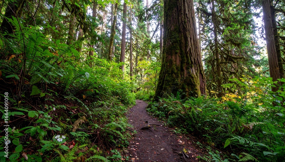 Obraz premium A sun-dappled forest trail winds through lush greenery and towering trees, bathed in soft natural light.
