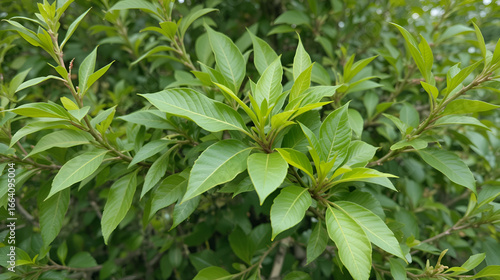 Populus nigra Plant  Shrub Tree Architecture,  bushes, green leafed plants, leaf, landscape png free download
