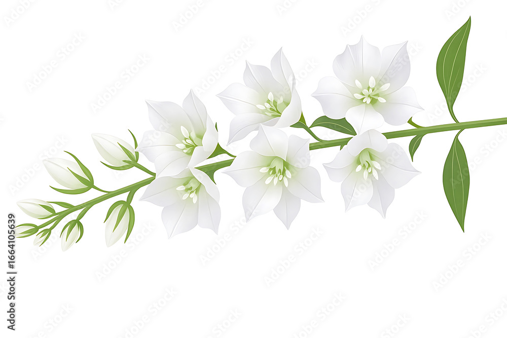 Fototapeta premium Isolated white Delphinium flower on white background