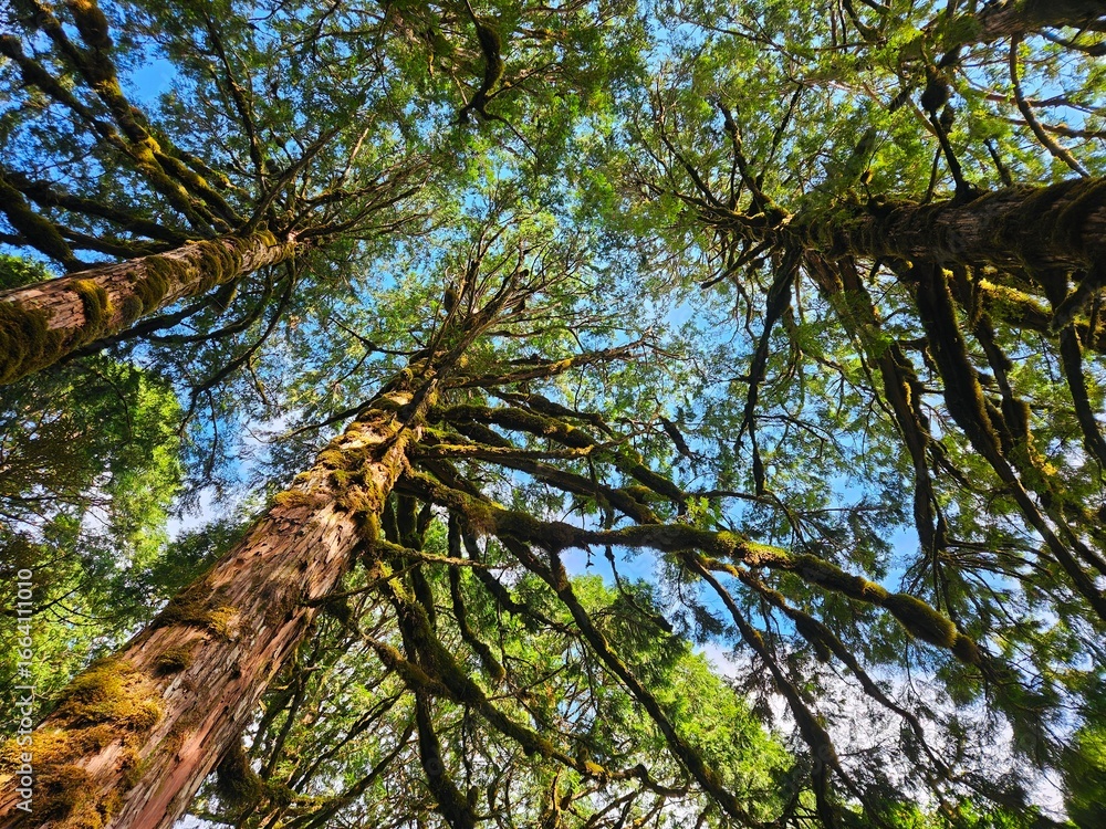 Fototapeta premium Taiwan Yilan Fushan Botanical Garden is the largest in Asia and has a large number of wild animals. Taiping Mountain there are many primitive forest trails with towering ancient trees