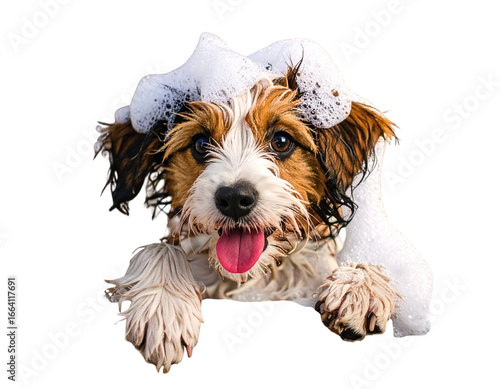 Playful Puppy Peeking Over Bathtub Edge with Foam, transparent background