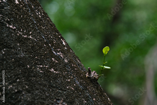 Small branches grow on the trunk