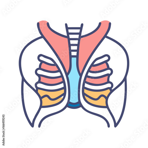 Anatomical illustration of the human torso showing the ribcage