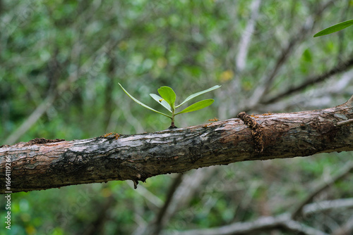 Small branches are growing on a bigger branch