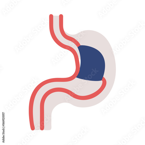Human stomach diagram vector illustration of the digestive system