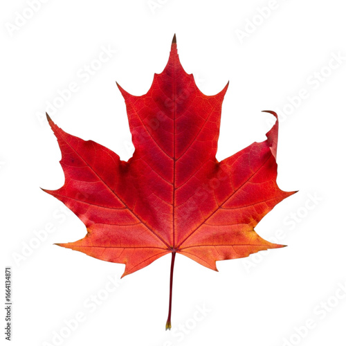 Vibrant red maple leaf isolated on transparent background