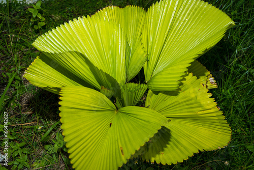 Close-up macro of vibrant green foliage from a fan palm plant