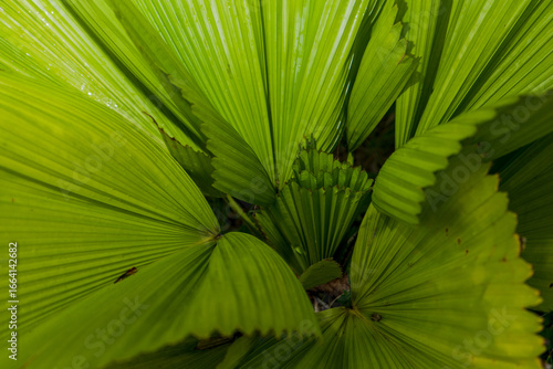 Close-up macro of vibrant green foliage from a fan palm plant