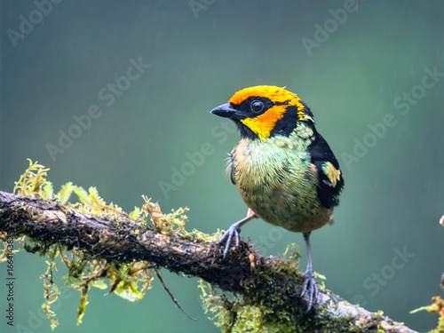 Flame-faced Tanager on Rainforest Perch