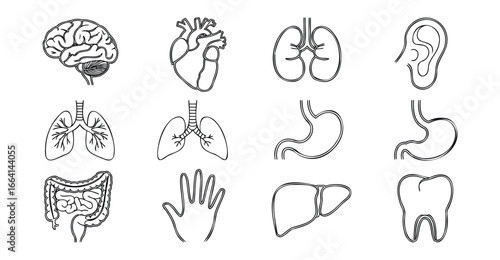 Minimalist medical icon set of human organs and body parts including brain, heart, lungs, stomach, liver, kidney, ear, tooth, and hand