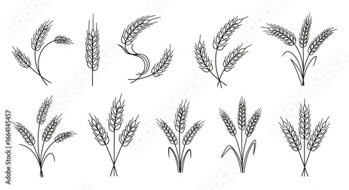 Collection of various wheat or barley stalks, outlined in black, showing different growth stages and orientations.