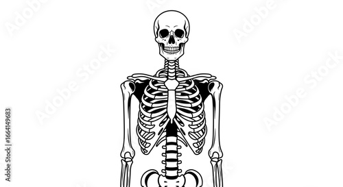 A detailed illustration of a human skeleton, depicted in a simple black and white style.