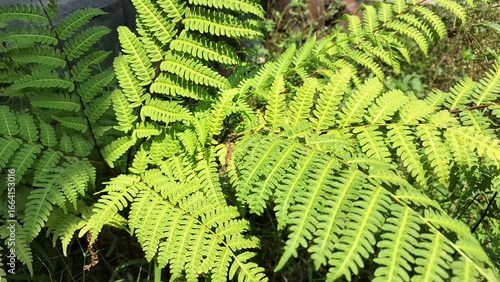 Foto Onoclea Sensibilis Sensitive Fern Growing in Wildwood Forest, Summer Plant with