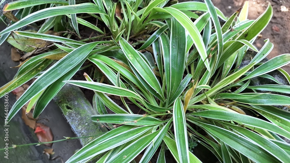 Obraz premium Lush Green Spider Plant Foliage with White Stripes: A Popular Indoor Houseplant (Chlorophytum comosum) for Natural Decoration and Air Purification in Home and Office Spaces