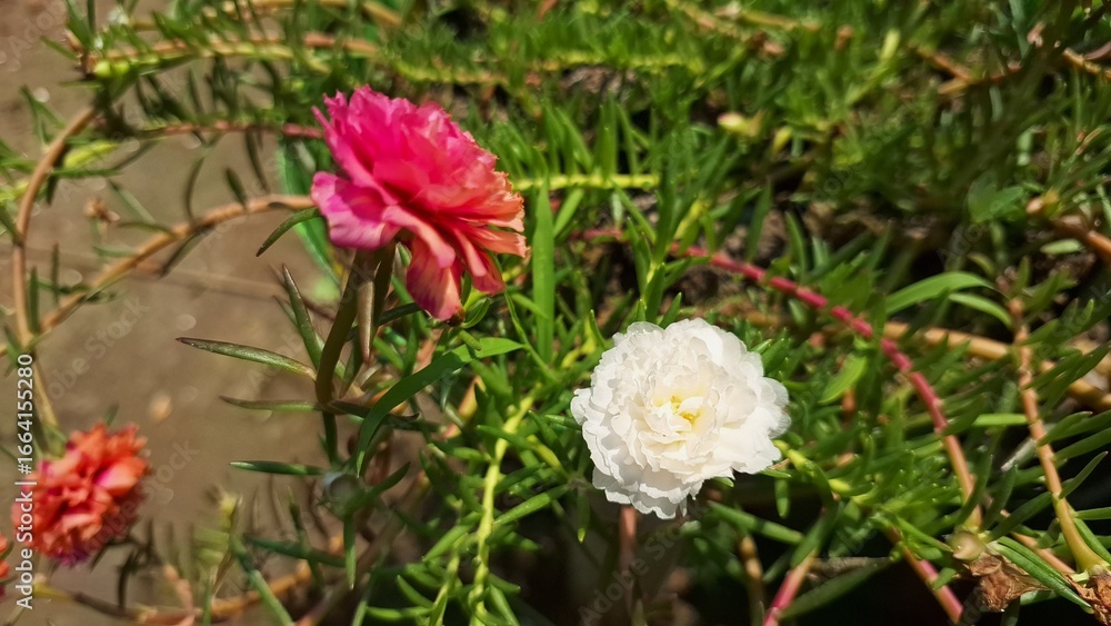 Obraz premium Macro Portulaca grandiflora white and pink Flower Blooming, Succulent Moss Rose Sun Rose Purslane Plant in Garden with Natural Background