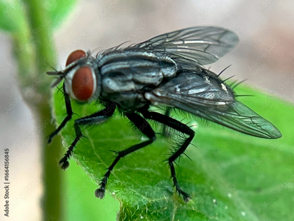 close up of a fly close up of a fly