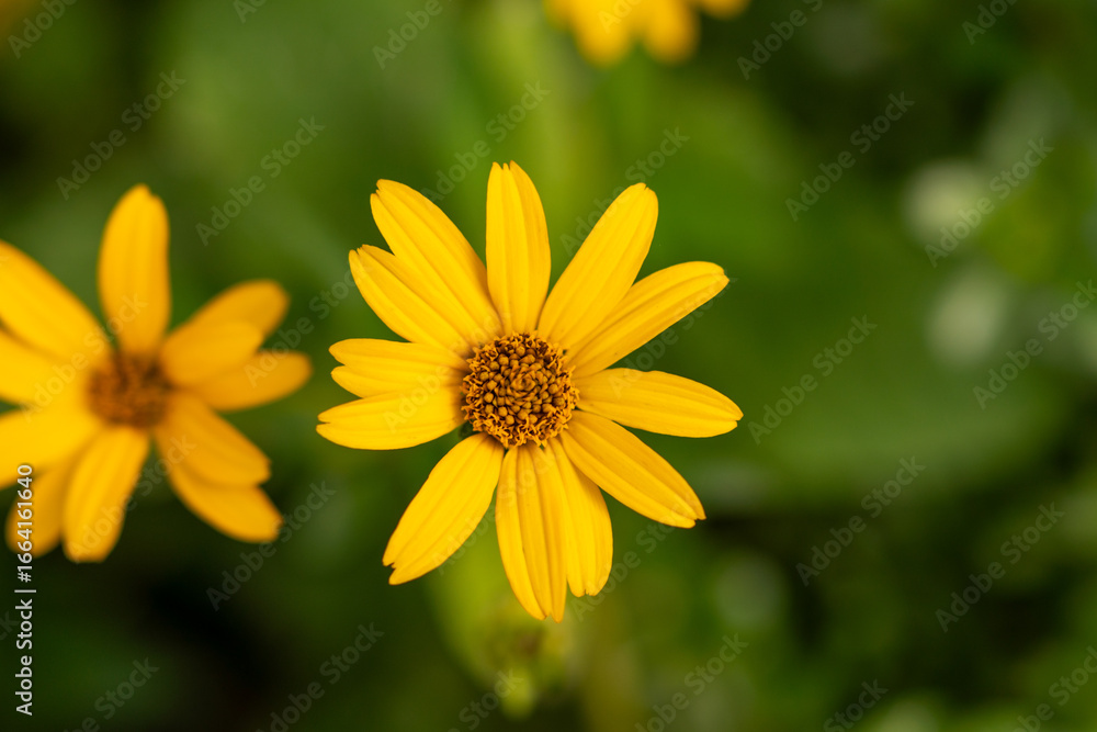 flowers in garden flowers in garden