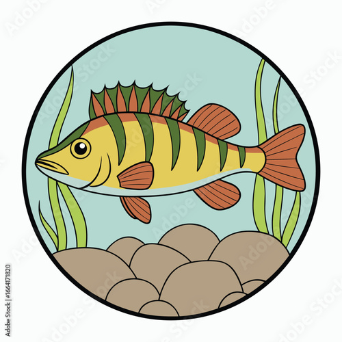 Vibrant yellow perch swims among rocks and aquatic plants in clear water