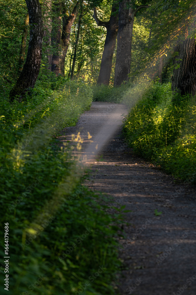 Naklejka premium Sun rays shining through tree branches by a rocky path in the forest.