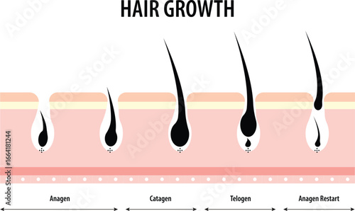 Stages of Hair Growth Design Vector.