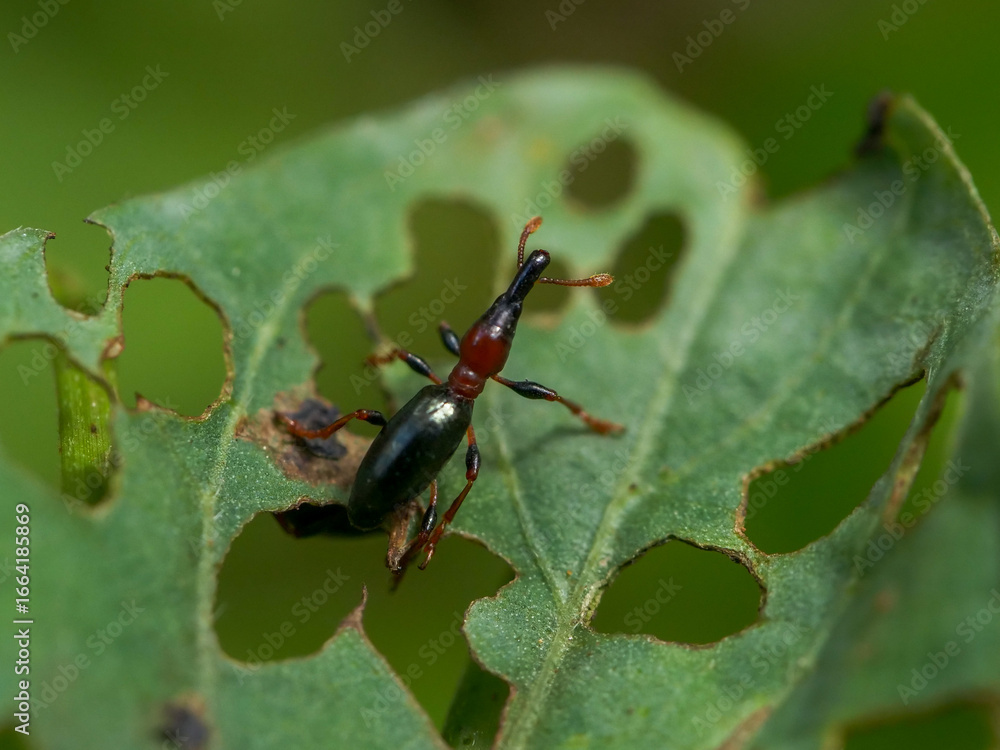 Naklejka premium Spotted leaf-rolling weevil - Paroplapoderus pardalis