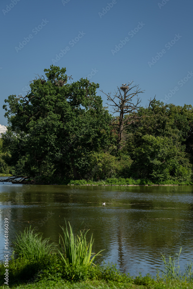 Fototapeta premium A family of storks – white stork on a nest in a distant leafless tree. 