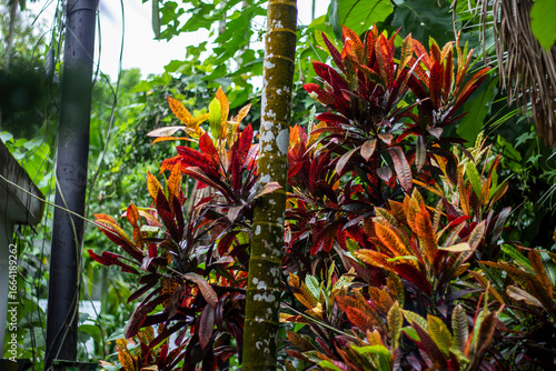 Vibrant croton plant with colorful leaves in a garden