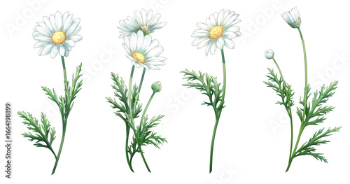 Photography A white marguerite blooming proudly and independently
