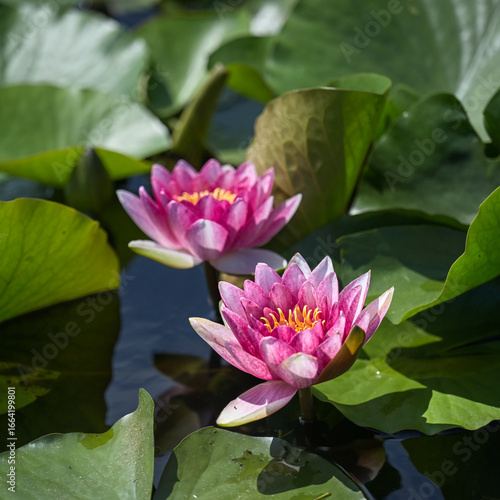 pink lotus flower