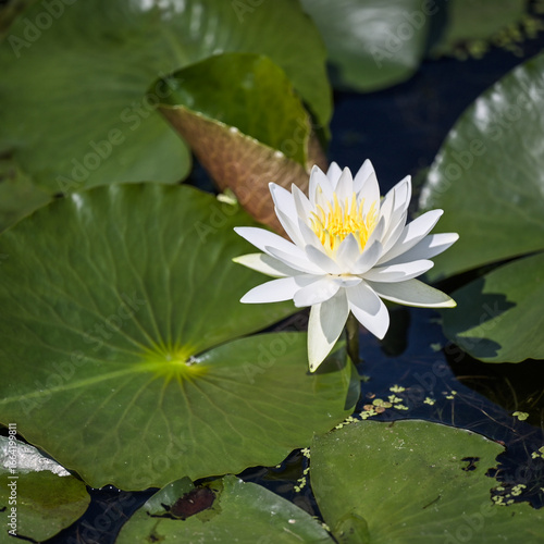 water lotus in the pond