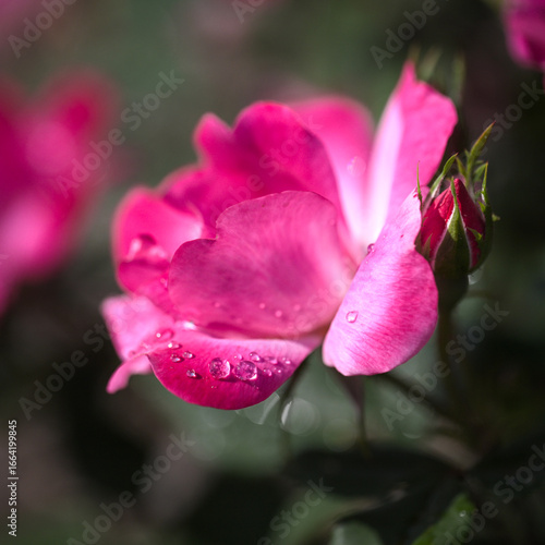 pink rose flower