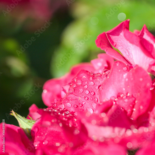 pink rose with water drops