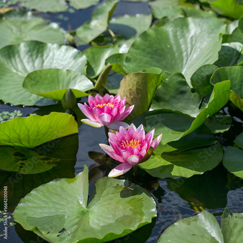 beautiful lotus flower