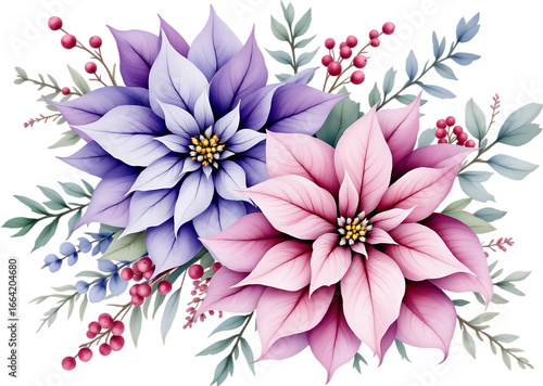 Watercolor floral illustration featuring vibrant purple and pink poinsettias isolated on transparent background.


