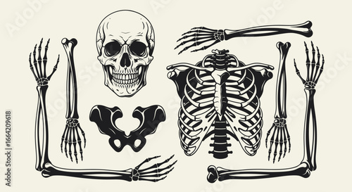 Vintage anatomical illustration of a human skeleton, including skull, ribs, and limbs.