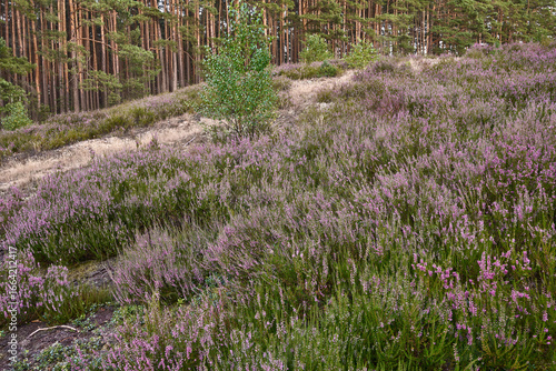 Fototapeta Naklejka Na Ścianę i Meble -  Wrzosy, leśne wydmy wrzosowe kwitnące od sierpnia do września nadające klimatu naturalnemu środowisku