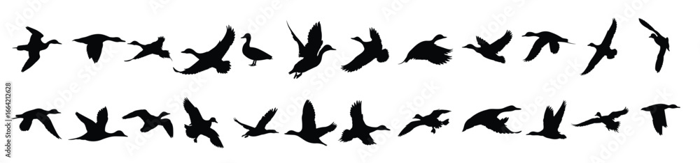 Obraz premium Flying wading ducks silhouette illustration set