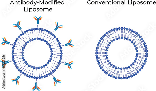 Antibody Modified Liposome, Conventional Liposome Design Vector.