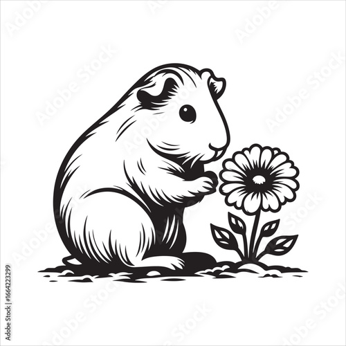Guinea pig smelling a flower on white background rodent animal