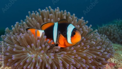 A captivating close-up of a clownfish nestled within its anemone home, amidst the blue ocean,