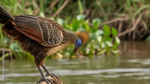Captivating Hoatzin Bird Display: A Unique Avian Species in its Natural Habitat with Interesting