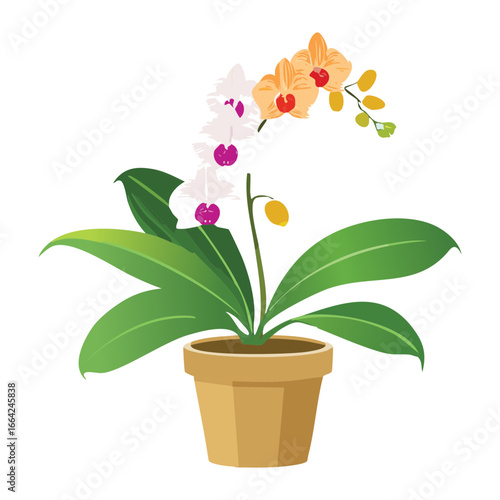 Colorful Potted Phalaenopsis Orchid with Orange Blossoms