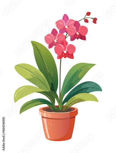 Potted Orchid Flower with Pink and Red Blossoms