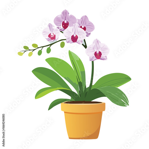 Potted Orchid Flower with Pink and White Blossoms and Green Leaves