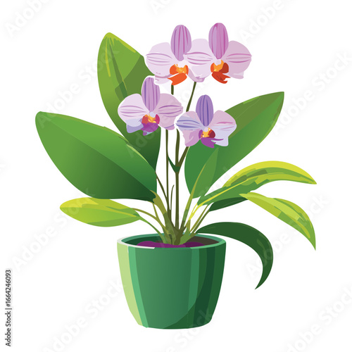 Beautiful Potted Orchid Flower with Purple Blossoms and Green Leaves.