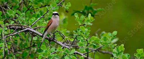 Photos Neuntöter - Männchen // Red-backed shrike - male (Lanius collurio)
