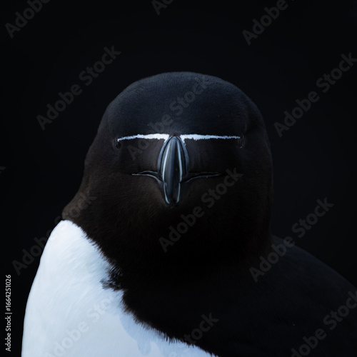 Bild auf Leinwand Razorbill, close-up of the head against a black background