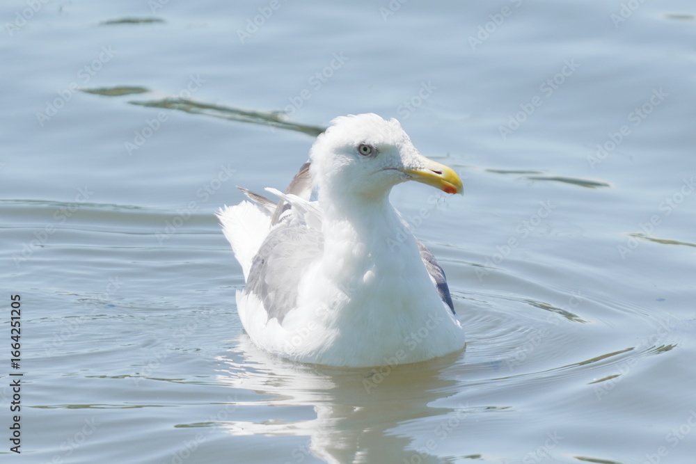 Obraz premium 水に浮かぶセグロカモメ
